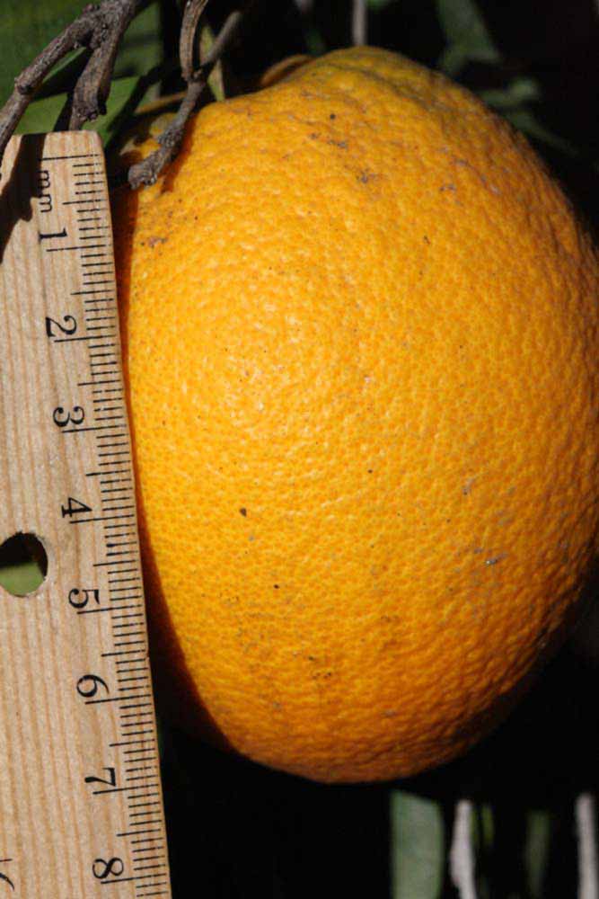            Fruit (Riverside, CA)   